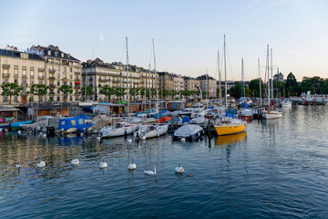 Cygnes dans le port