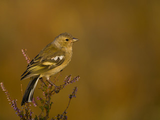 Aves