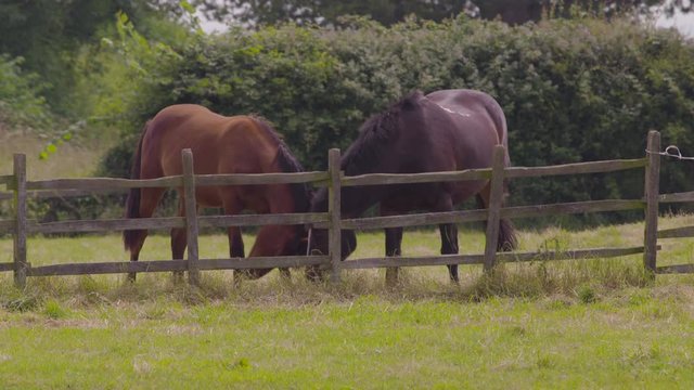 A daylight medium shot of a couple of dark and blood bay horses grazing on the fresh green grass of the field beside a wooden fence...