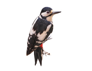 Female of Great Spotted Woodpecker (Dendrocopos major), isolated on White Background