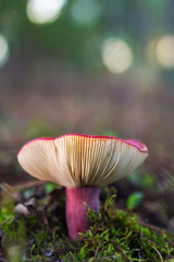 Russula. Mushroom in a pine forest.
