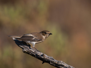 Papamoscas cerrojillo