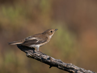 Papamoscas cerrojillo