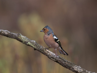 Pinzon vulgar