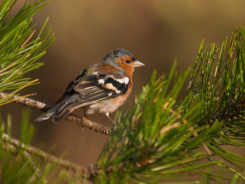 Bebedero de Navarrete