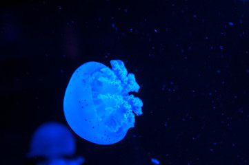 Naklejka na ściany i meble Beautiful blue jellyfish in neon light floating in the aquarium.