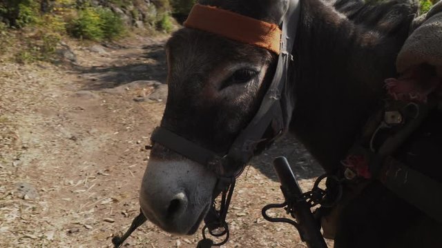 Shaky footage of donkey harnessed to a cart