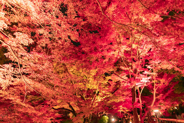 Obraz na płótnie Canvas 京都の紅葉ライトアップ