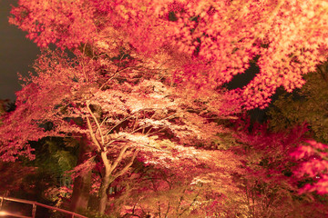 京都の紅葉ライトアップ