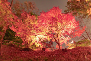 Fototapeta premium Podświetlane jesienne liście w Kioto