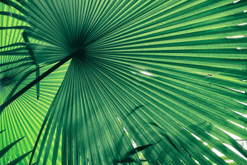 sunlight shining on tropical palm leaf, green nature background 