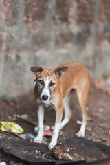 Naklejka na ściany i meble Homeless dog in Town. Goa, Arambol