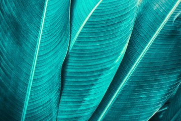 tropical leaf, detail of palm foliage, nature background 
