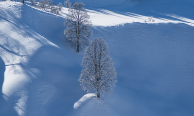 B&auml;ume auf Mor&auml;ne