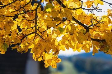 Vlkolinec Village Slovakia