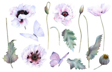 A picturesque set of full-blown white poppy flowers, poppies in bud, leaves and butterflies hand drawn in watercolor isolated on a white background. Botanical illustration. Floral watercolor elements