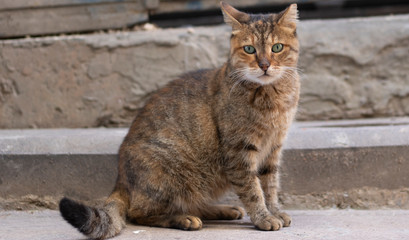 gray tabby cat sits on stones and looks back over his shoulder