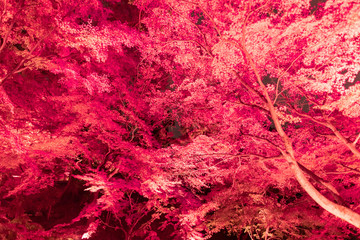 京都の紅葉ライトアップ