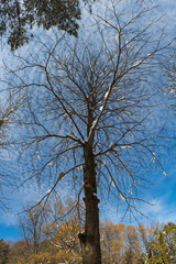 tree and blue sky in winter