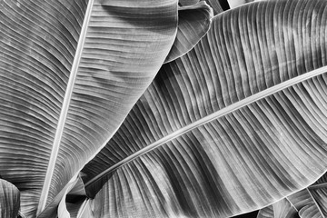 tropical banana palm leaf, black and white toned 