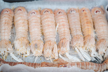 Delicious fresh Mantis Shrimps from the adriatic sea in Puglia, Italy