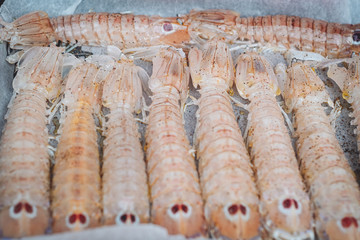 Delicious fresh Mantis Shrimps from the adriatic sea in Puglia, Italy