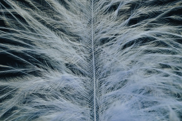 Close up Beautiful Phantom Blue trends  feather pattern texture background. Macro photography view.