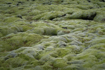 landscape with moss in Iceland in the summer