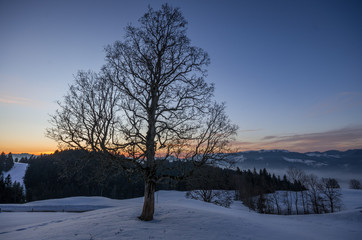 Baumsilhoutte