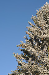 frosted spruce tree on sunny winter day