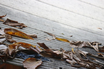 Dry leaves scattered on the asbestos roof