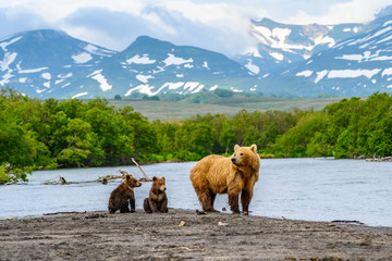 Ruling the landscape, brown bears of Kamchatka (Ursus arctos beringianus) © vaclav