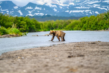 Ruling the landscape, brown bears of Kamchatka (Ursus arctos beringianus) © vaclav