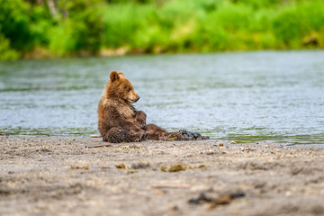 Ruling the landscape, brown bears of Kamchatka (Ursus arctos beringianus)