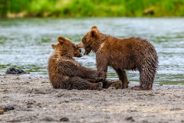 Obraz premium Ruling the landscape, brown bears of Kamchatka (Ursus arctos beringianus)