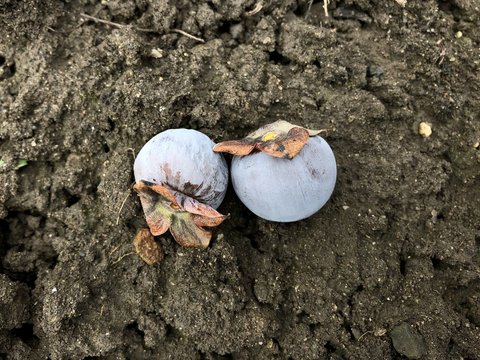 Diospyros Lotus Fruit On Earth