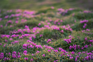 Rhododendron flowers in nature