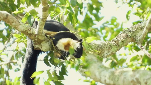 Black Giant Squirrel eating fruit on the tree in the morning.