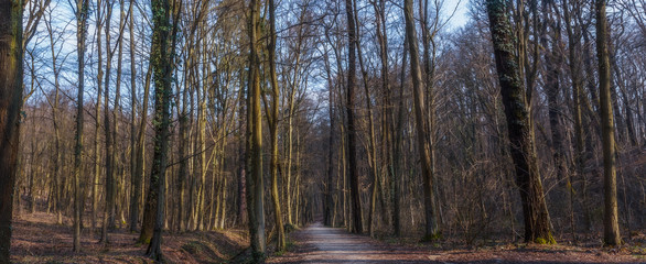 Panorama of a dreamy forest with bare trees and branches during winter in Zagreb in park Maksimir