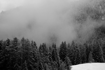 A snowy forest in the mountains with low clouds. near the Dolomites in Ortisei, the clouds give a great charm.