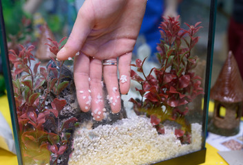 Lesson of aquarium husbandry. Girl's hand arranging decorations in an empty aquarium