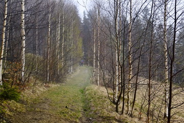 Obraz premium Hiking trail through the forest outdoor in the mountains. Carpathians, Ukraine