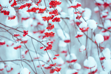 Branches with bunches of rowan covered with rime. Winter nature background