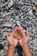 leaf on the hands