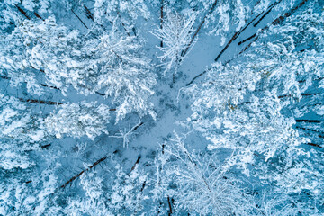 Top view of a pine forest covered with snow. Trees are covered in snow. Bird's-eye