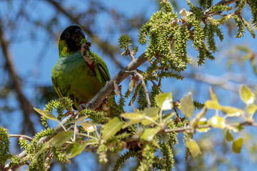 Fototapeta premium Nanday parakeet at Parc de la Ciutadella