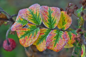 Frost im Winter - Eingefrorene bunte Herbstblätter
