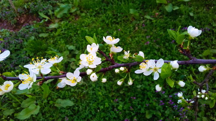 branch of plum flowers