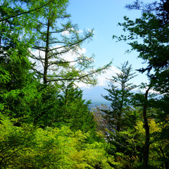 Fototapeta premium Mixed forest. Japanese landscape, Yamanashi Prefecture. Mountain Fujiyama in the background
