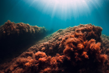Underwater scene with red seaweed at rocks and sun rays in sea